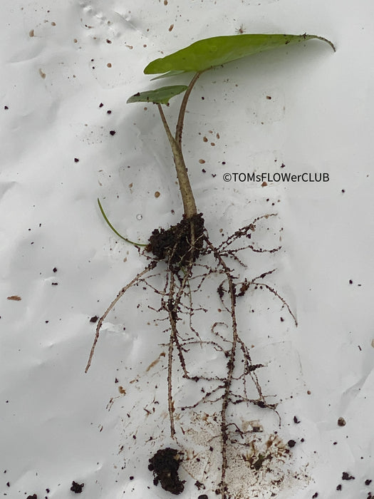 Alocasia macrorrhiza - Elephant Ear, organically grown tropical plants for sale at TOMs FLOWer CLUB