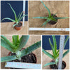 Aloe Arborescens, organically grown succulent plants for sale at TOMs FLOWer CLUB.