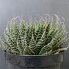 Aloe aristata, organically grown sun loving succulent plants for sale at TOMs FLOWer CLUB.