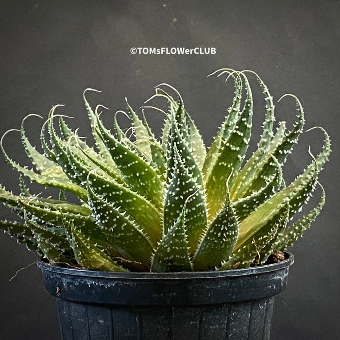 Aloe aristata, organically grown sun loving succulent plants for sale at TOMs FLOWer CLUB.