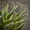 Aloe aristata, organically grown sun loving succulent plants for sale at TOMs FLOWer CLUB.