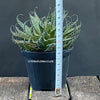 Aloe aristata, organically grown sun loving succulent plants for sale at TOMs FLOWer CLUB.