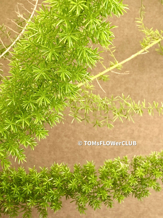 Asparagus Densiflorus Mazeppa - Foxtail Fern, organically grown tropical plants for sale at TOMs FLOWer CLUB.
