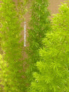 Asparagus Densiflorus Mazeppa - Foxtail Fern, organically grown tropical plants for sale at TOMs FLOWer CLUB.