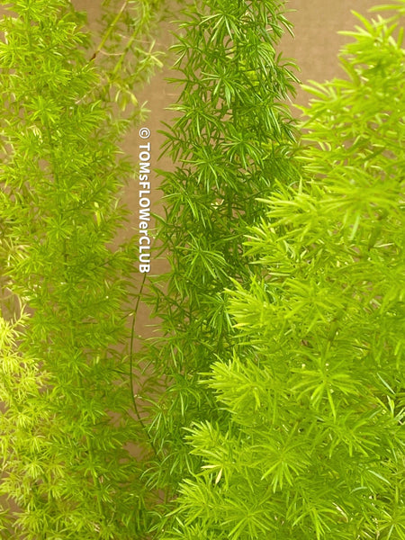 Asparagus Densiflorus Mazeppa - Foxtail Fern, organically grown tropical plants for sale at TOMs FLOWer CLUB.
