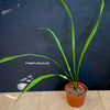 Aspidistra Caespitosa Jade Ribbons, Cast Iron Plant, organically grown Aspidistra plants for sale at TOMs FLOWer CLUB.