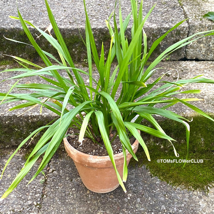 Aspidistra Caespitosa Jade Ribbons, Cast Iron Plant, organically grown Aspidistra plants for sale at TOMs FLOWer CLUB.