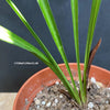 Aspidistra Caespitosa Jade Ribbons, Cast Iron Plant, organically grown Aspidistra plants for sale at TOMs FLOWer CLUB.