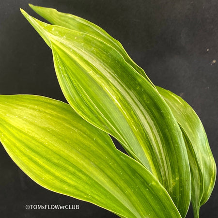 Organically grown Aspidistra Elatior Variegata plants for sale at TOMs FLOWer CLUB.