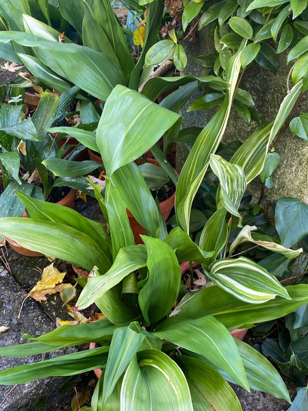 Organically grown Aspidistra Elatior Variegata plants for sale at TOMs FLOWer CLUB.