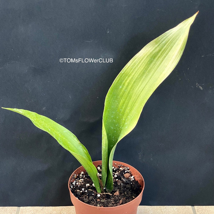 Aspidistra Elatior Asahi, organically grown aspidistra elation variegata plants for sale at TOMs FLOWer CLUB.