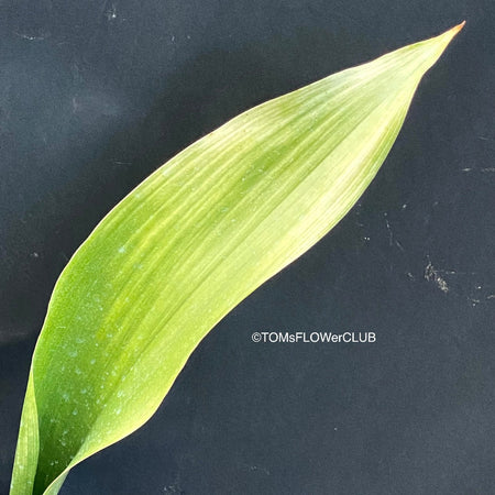 Aspidistra Elatior Asahi, organically grown aspidistra elation variegata plants for sale at TOMs FLOWer CLUB.