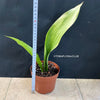 Aspidistra Elatior Asahi, organically grown aspidistra elation variegata plants for sale at TOMs FLOWer CLUB.