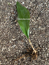 Aspidistra elatior Cast Iron Plant Houseplant Indoor plant Aspidistra elatior image Cast Iron Plant photo Aspidistra elatior picture Indoor gardening Low-maintenance plant Hardy plant Zimmerpflanze Innenpflanze Schusterrpalme Zimmergärtnern Pflegeleichte Pflanze Robuste Pflanze