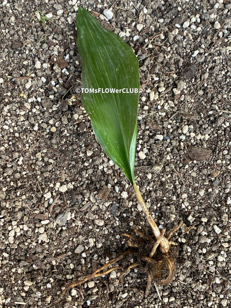 Aspidistra elatior Cast Iron Plant Houseplant Indoor plant Aspidistra elatior image Cast Iron Plant photo Aspidistra elatior picture Indoor gardening Low-maintenance plant Hardy plant Zimmerpflanze Innenpflanze Schusterrpalme Zimmergärtnern Pflegeleichte Pflanze Robuste Pflanze