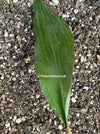 Aspidistra elatior Cast Iron Plant Houseplant Indoor plant Aspidistra elatior image Cast Iron Plant photo Aspidistra elatior picture Indoor gardening Low-maintenance plant Hardy plant Zimmerpflanze Innenpflanze Schusterrpalme Zimmergärtnern Pflegeleichte Pflanze Robuste Pflanze TOMs FLOWer CLUB