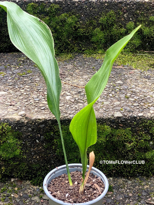 Aspidistra Elatior Hoshi-Zora, Starry Sky Cast Iron Plant, organically grown Aspidistra plants for sale at TOMs FLOWer CLUB.