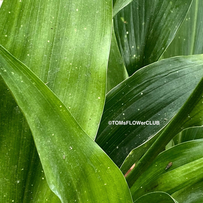 Aspidistra Elatior Hoshi-Zora, Starry Sky Cast Iron Plant, organically grown Aspidistra plants for sale at TOMs FLOWer CLUB.