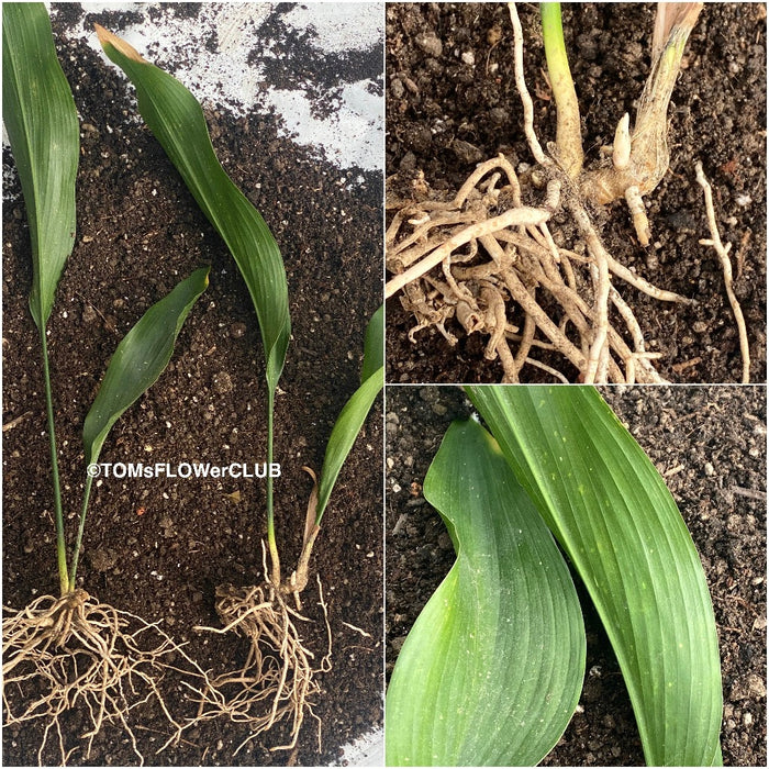 Aspidistra Elatior Hoshi-Zora, Starry Sky Cast Iron Plant, organically grown Aspidistra plants for sale at TOMs FLOWer CLUB.