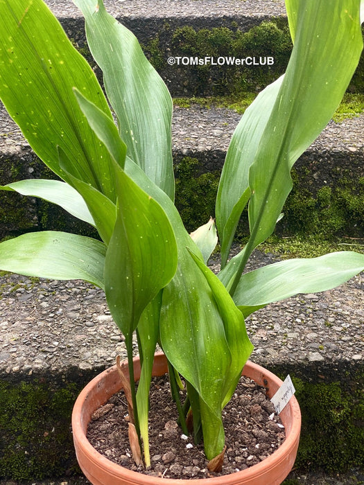 Aspidistra Elatior Hoshi-Zora, Starry Sky Cast Iron Plant, organically grown Aspidistra plants for sale at TOMs FLOWer CLUB.