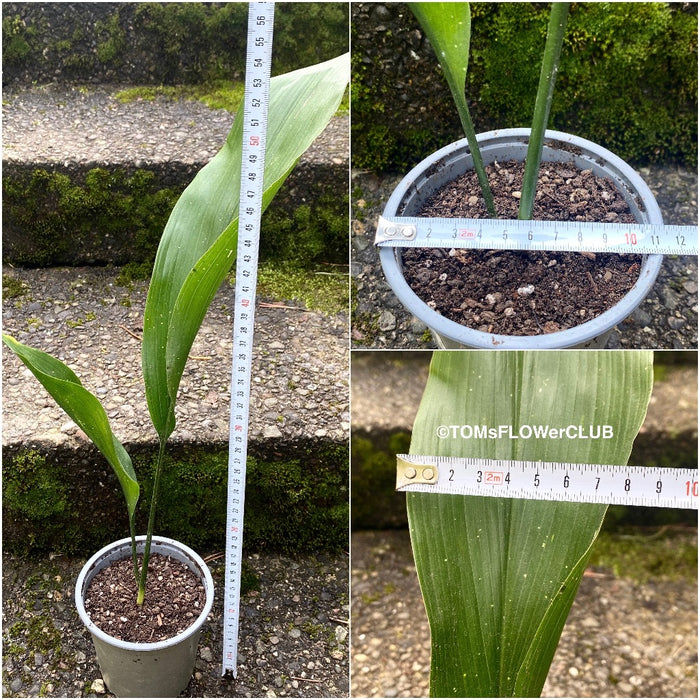 Aspidistra Elatior Hoshi-Zora, Starry Sky Cast Iron Plant, organically grown Aspidistra plants for sale at TOMs FLOWer CLUB.