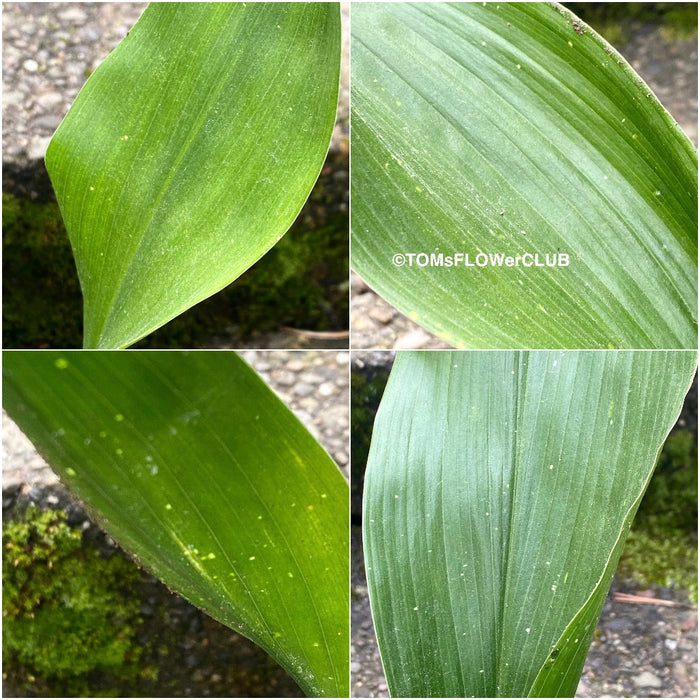 Aspidistra Elatior Hoshi-Zora, Starry Sky Cast Iron Plant, organically grown Aspidistra plants for sale at TOMs FLOWer CLUB.