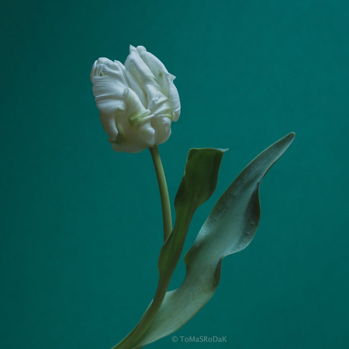 White Parrot Tulip as ART PAPER PRINT by © Tomas Rodak, TOMs FLOWer CLUB, from 10x10cm up to 50x50cm available for unlimited sale.