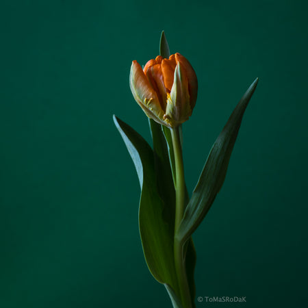 Orange Parrot Tulip as ART PAPER PRINT by © Tomas Rodak, TOMs FLOWer CLUB, from 10x10cm up to 50x50cm available for unlimited sale.