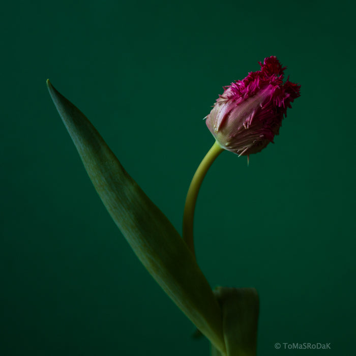 Red Tulip as ART PAPER PRINT by © Tomas Rodak, TOMs FLOWer CLUB, from 10x10cm up to 50x50cm available for unlimited sale.