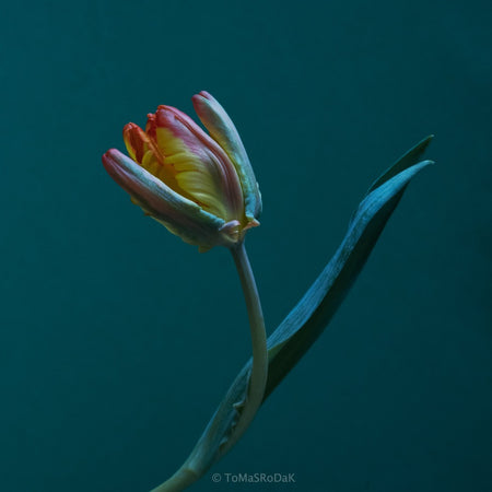 Orange Parrot Tulip as ART PAPER PRINT by © Tomas Rodak, TOMs FLOWer CLUB, from 10x10cm up to 50x50cm available for unlimited sale.