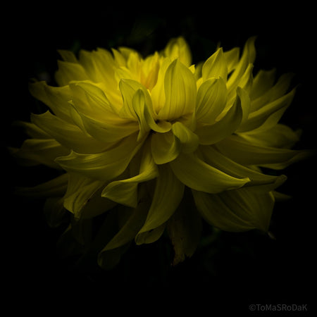 Yellow Dahlia, Georgina, Jirina by TOMas Rodak, real photo behind acrylic glass in limited edition runs of 139 for sale at TOMs FLOWer CLUB, gallery quality, signed, numbered and certified, LUMAS, Gallery, photo  art, floral, 