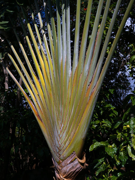 Ravenala Madagascariensis, Traveller's tree, Bird of paradise, Strelitzie, Paradiesvogelblume, organically grown tropical plants for sale at TOMsFLOWer CLUB.