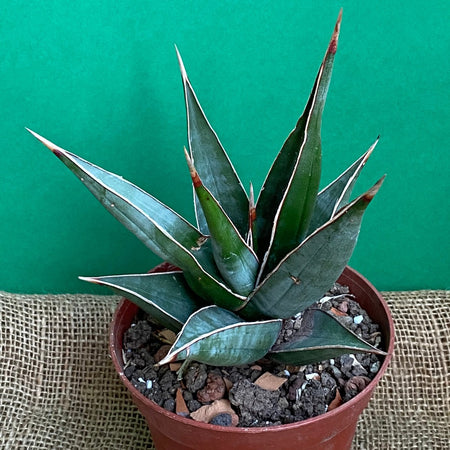 Sansevieria Pinguicula, organically grown succulent plants for sale at TOMsFLOWer CLUB.