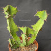 Euphorbia Grandicornis, organically grown succulent plants for sale at TOMsFLOWer CLUB.