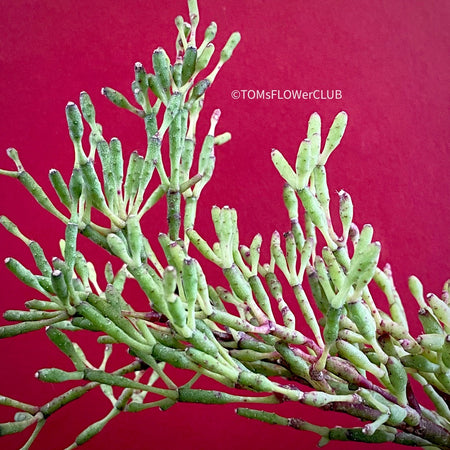 Hatiora Salicornioides, organically grown succulent plants for sale at TOMs FLOWer CLUB.