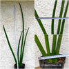 Sansevieria Suffruticosa, organically grown succulent plants for sale at TOMs FLOWer CLUB.