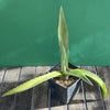 Sun loving succulent plant Agave Americana by TOMsFLOWer CLUB