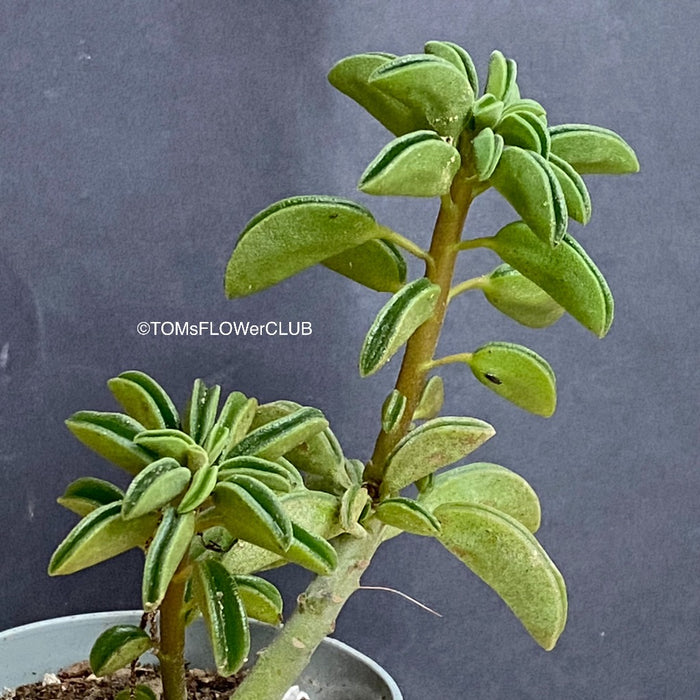 wolfgang succulent Peperomia Wolfgang-Krahnii– tomsflowerclub.ch