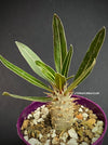 Pachypodium cactipes, Madagaskar plants, Succulent, Sukkulent, TOMs FLOWer CLUB, organic plants, plant shop, plants for sale.