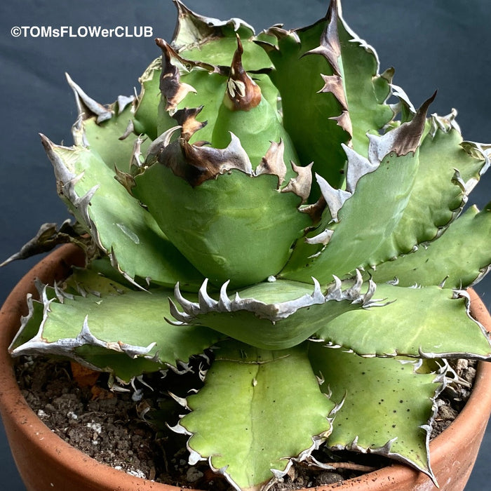 Agave Titanota - Gentry-Form, sun loving succulent plants for sale by TOMsFLOWer CLUB.