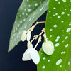  Begonia Maculata Albopicta Polka Dot Begonia Houseplant Rhizomatous Begonia Angel Wing Begonia Foliage Plant Indoor Plant Plant Care White Polka Dots Silver Spots, TOMs FLOWer CLUB