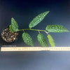 Begonia Maculata Tamaya, polka dots, Forellenbegonie, TOMs FLOWer CLUB, organically grown, Zimmerpflanzen