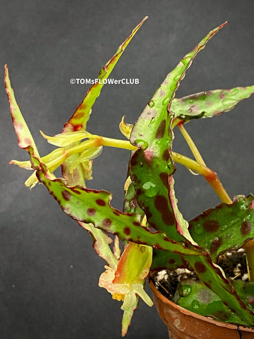 Begonia amphioxus, organically grown tropical plants for sale at TOMs FLOWer CLUB.