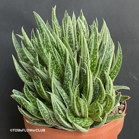 Gasteraloe Sp. Cristata / Crested, organically grown succulent plants for sale at TOMsFLOWer CLUB.