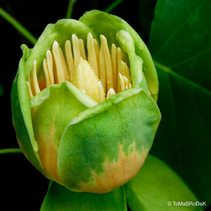 Tulip tree flower, leaf scape art photo collection by TOMas Rodak for sale at TOMs FLOWer CLUB.