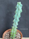 Myrtillocactus Fukurokuryuzinboku, organically grown succulent plants and cactus for sale at TOMsFLOWer CLUB.