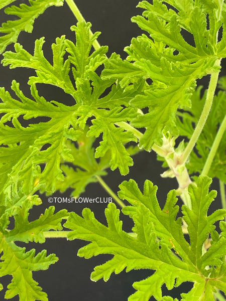 Pelargonium graveolens - Scented / Rose Pelargonium, organically grown tropical plants for sale at TOMsFLOWer CLUB.