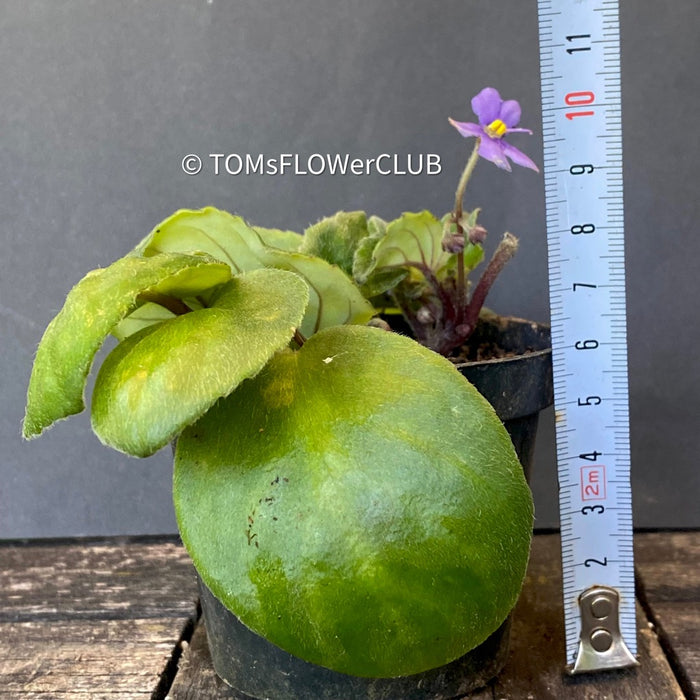 Saintpaulia ionantha grotei / African Violet, organically grown tropical plants for sale at TOMsFLOWer CLUB.