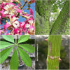 Chorisia speciosa Silk Floss Tree Plant Care for Chorisia speciosa Chorisia speciosa Tree Silk Floss Tree Care Chorisia speciosa Planting and Maintenance Chorisia speciosa Care Guide Chorisia speciosa Tree Species Chorisia speciosa Tree Care Tips Chorisia speciosa for Landscaping  Seidenbaum Pflanzenpflege für Chorisia speciosa Chorisia speciosa Baum Seidenbaum Pflege Chorisia speciosa Pflanzung und Pflege Chorisia speciosa Pflegeanleitung Chorisia speciosa Baumart Pflegetipps TOMs FLOWer CLUB