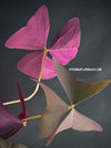 Oxalis triangularis sanne, organically grown plants for sale at TOMsFLOWer CLUB.